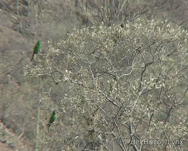Blue-crowned Parakeet (Blue-headed) - ML201277481