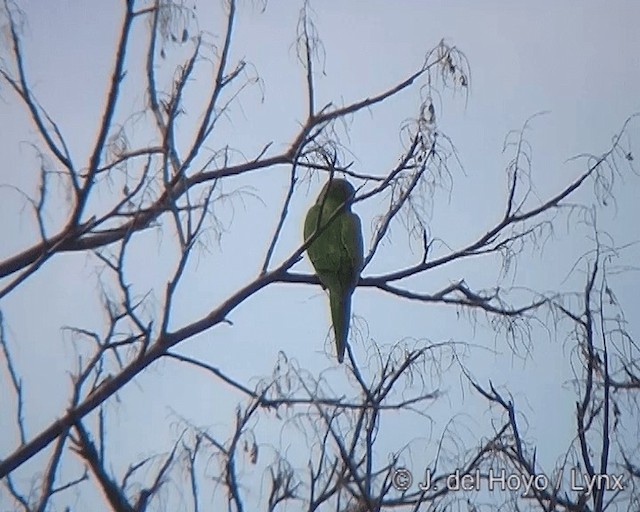 Conure à tête bleue (acuticaudatus/neumanni) - ML201277491