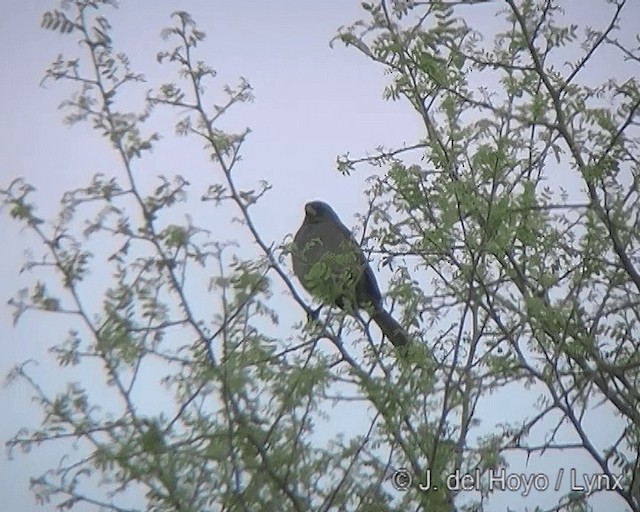 Great Pampa-Finch (Western) - ML201277501