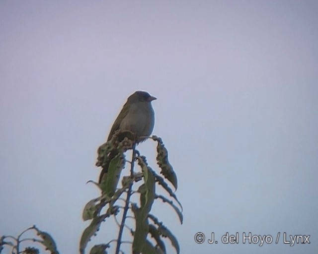 Pampa İspinozu (olivascens) - ML201277511