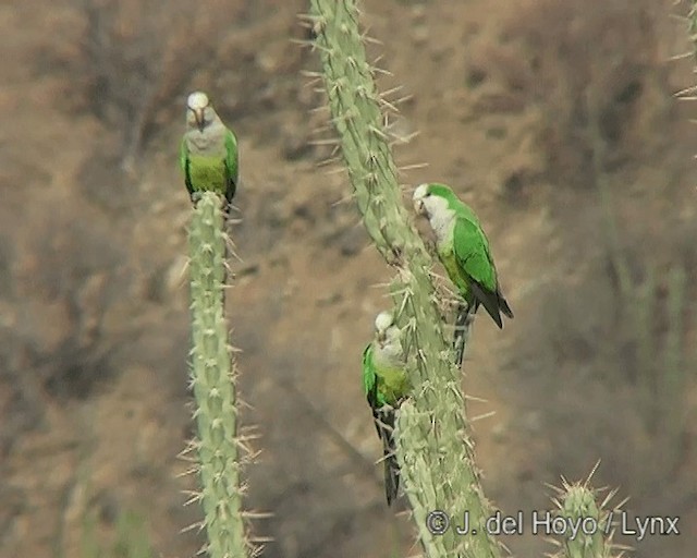 Monk Parakeet (Cliff) - ML201277581