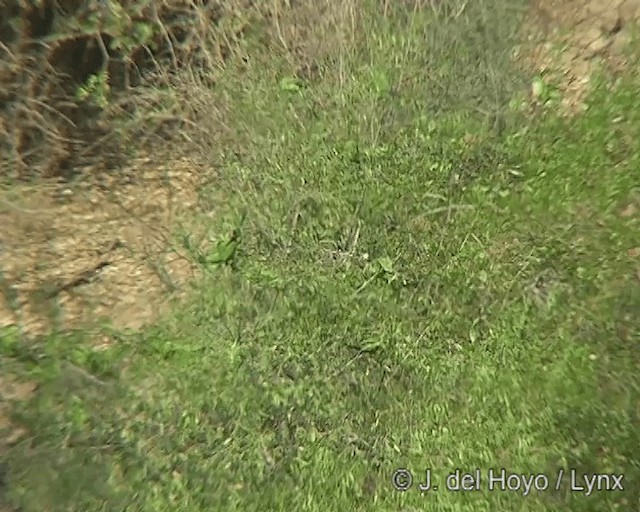 mníšek šedý (ssp. luchsi) - ML201277601
