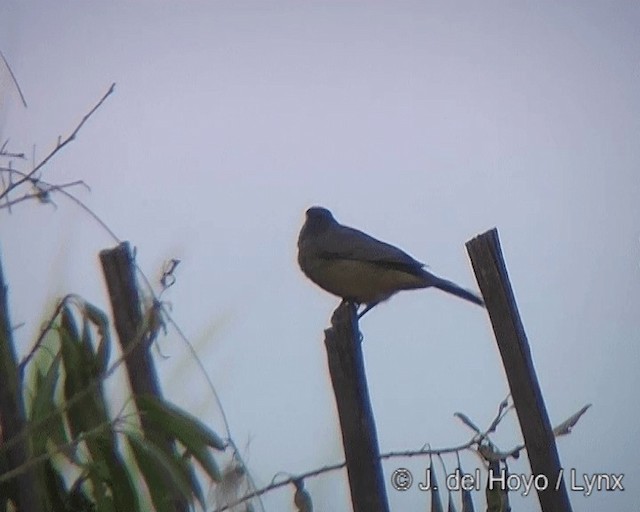 Saltator à bec orange - ML201277611