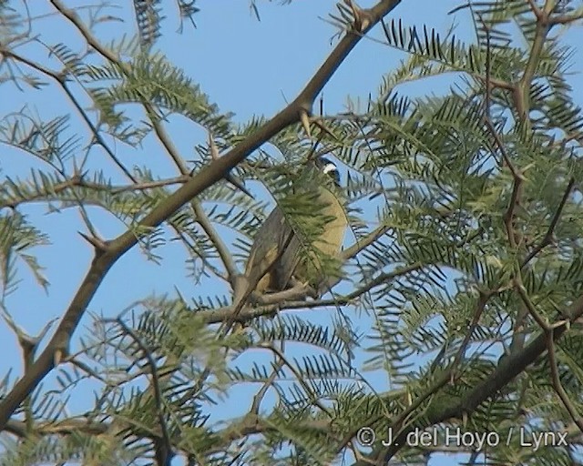 Golden-billed Saltator - ML201277621