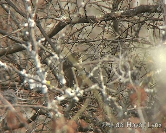 Bolivian Earthcreeper - ML201277641