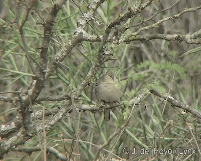 Picui Ground Dove - ML201277681