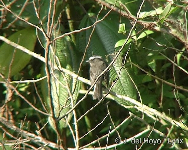 Rufous-breasted Chat-Tyrant - ML201277711