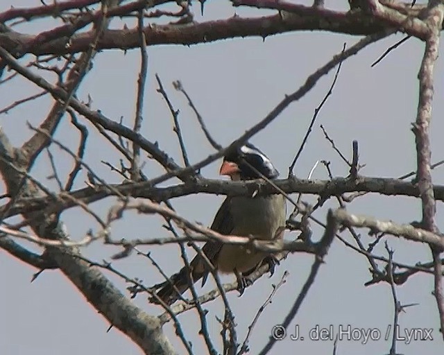 Golden-billed Saltator - ML201277721