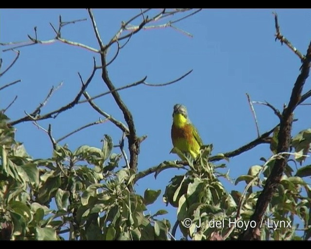 Gray-headed Bushshrike - ML201277731