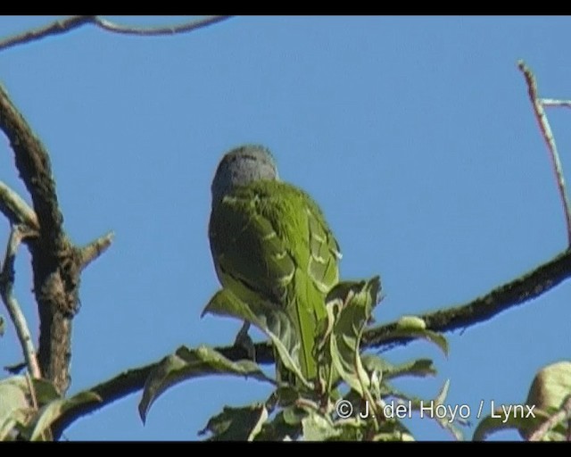 Gray-headed Bushshrike - ML201277741