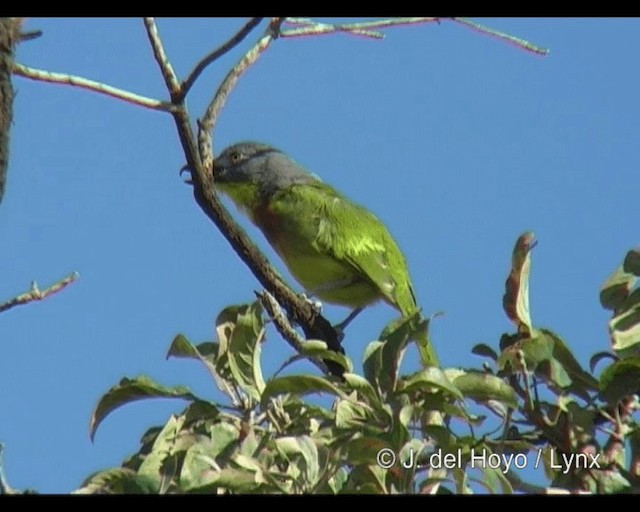 Gray-headed Bushshrike - ML201277751