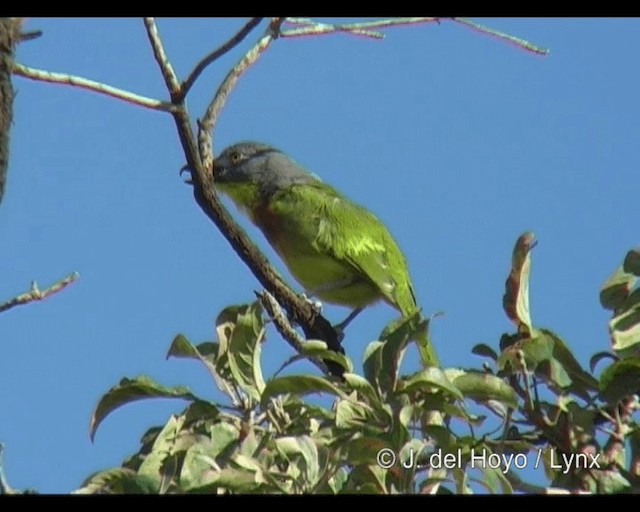 Gray-headed Bushshrike - ML201277751