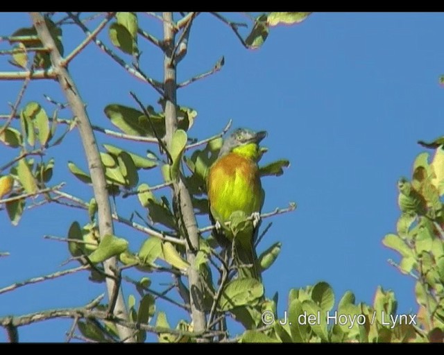 Gray-headed Bushshrike - ML201277761