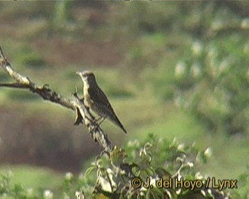 Rufous-tailed Rock-Thrush - ML201277791