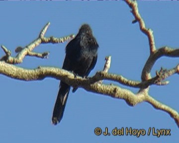Red-winged Starling - ML201277801