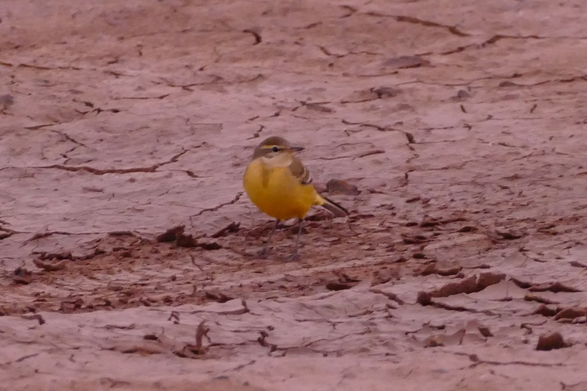 Western Yellow Wagtail - ML20127781