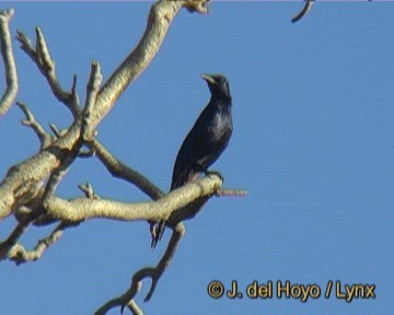 Red-winged Starling - ML201277821