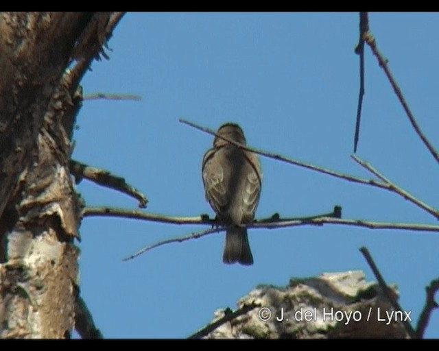 Yellow-spotted Bush Sparrow - ML201277841