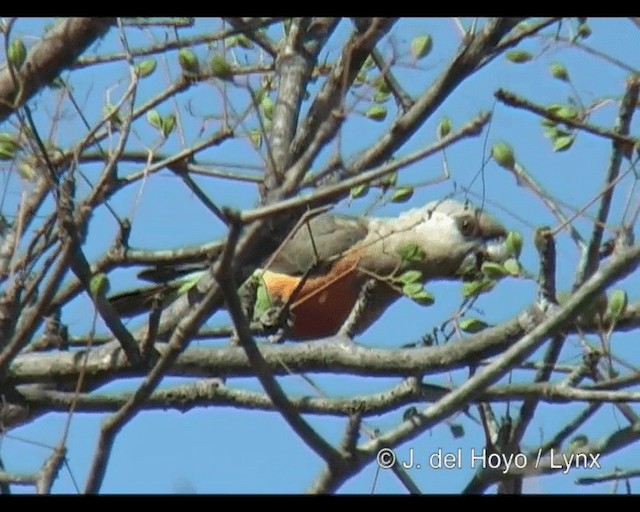 アカハラハネナガインコ - ML201277851