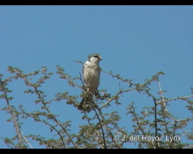 Pygmy Falcon - ML201277861