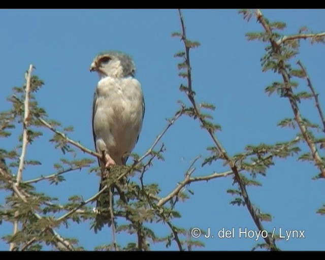 Pygmy Falcon - ML201277871