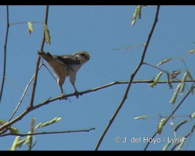 Halconcito Africano - ML201277881