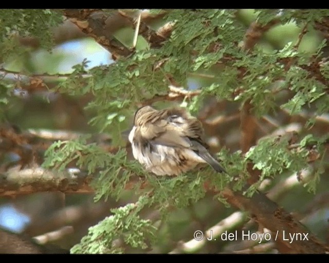 Black-capped Social-Weaver - ML201277891