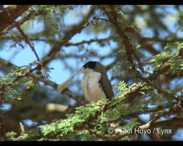 Black-capped Social-Weaver - ML201277901