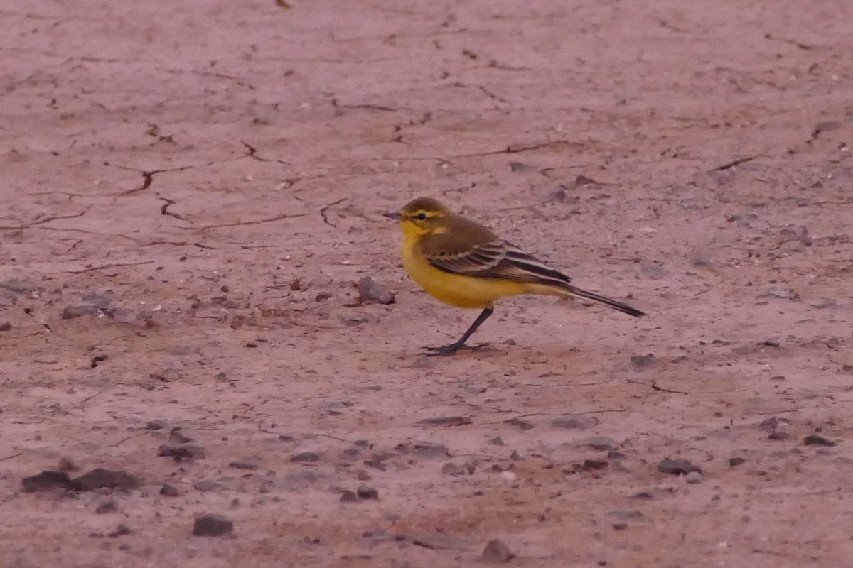 Western Yellow Wagtail - Peter Kaestner