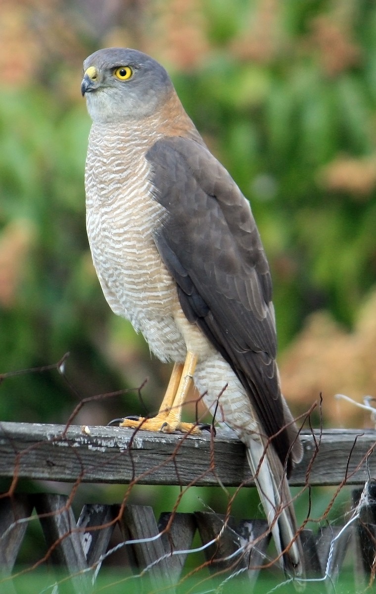 Brown Goshawk - ML20127811