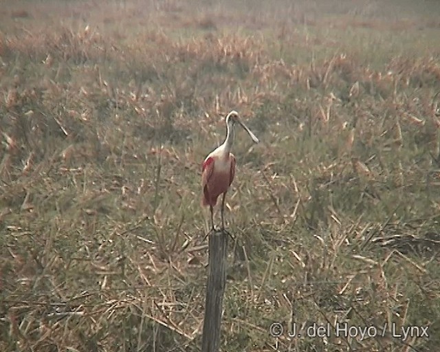 Roseate Spoonbill - ML201278151