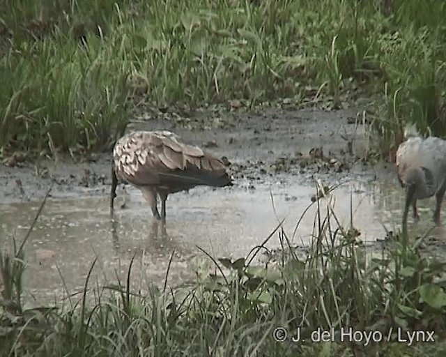 Ibis plombé - ML201278171