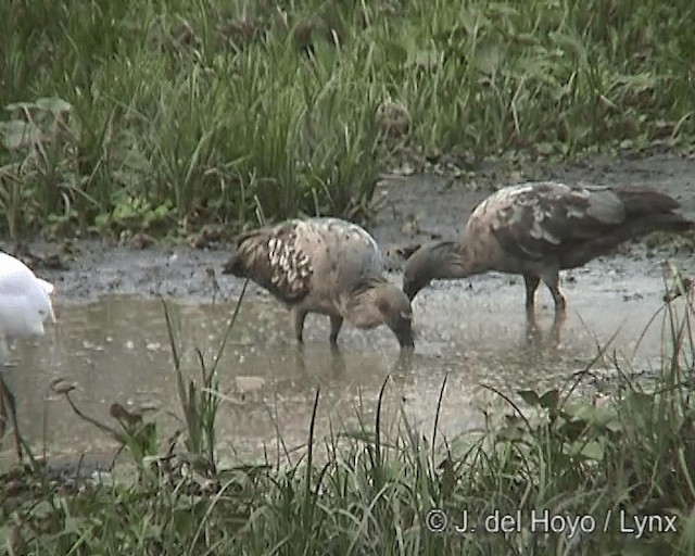 Plumbeous Ibis - ML201278181