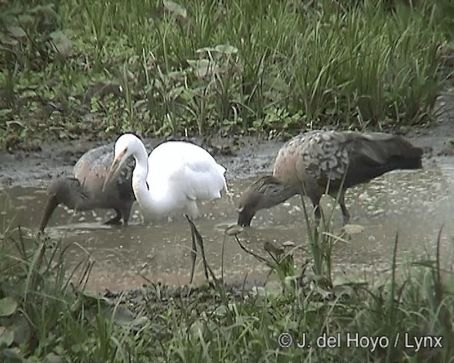 Plumbeous Ibis - ML201278191