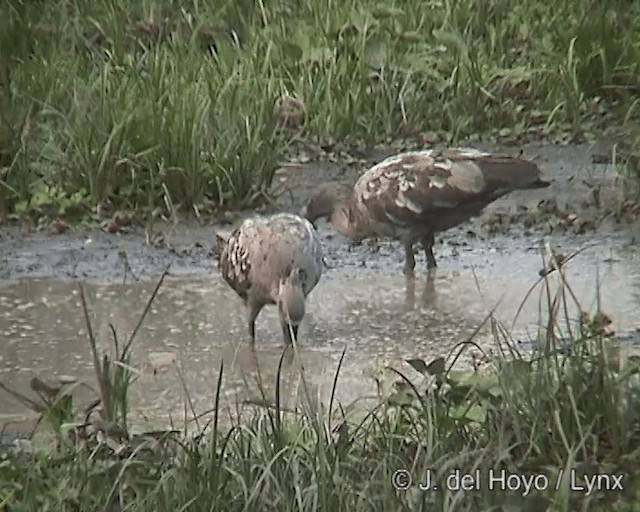 Ibis plombé - ML201278201