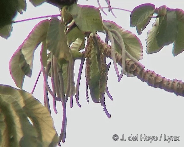 Cotorrita Aliazul - ML201278321