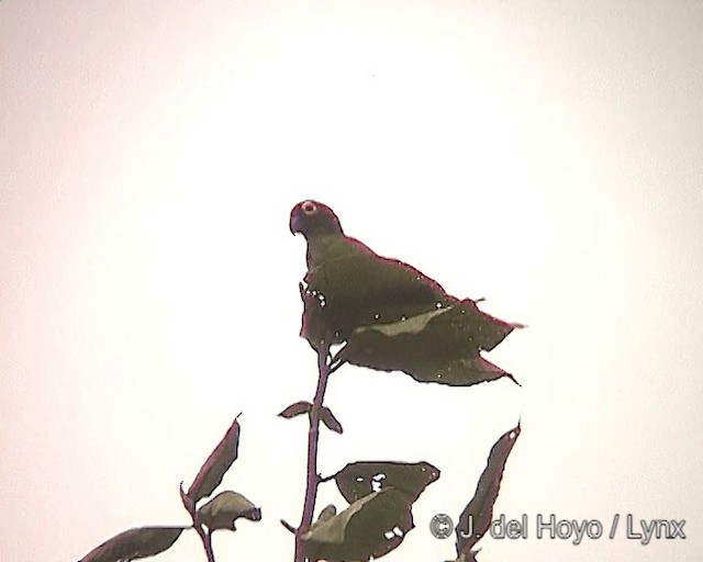 Maximilianpapagei - ML201278331