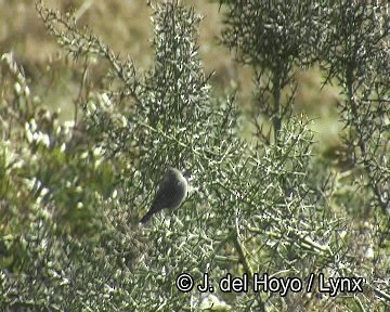 Ash-breasted Sierra Finch - ML201278361