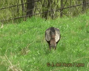 Wild Turkey - ML201278421