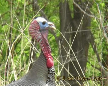 Guajolote Gallipavo - ML201278451