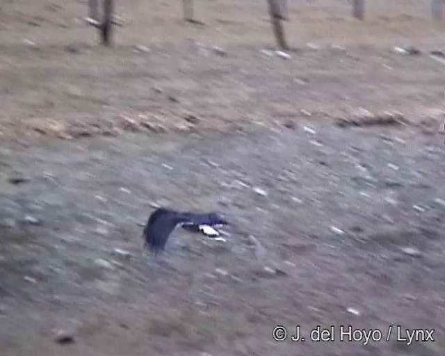 And Karakarası - ML201278481