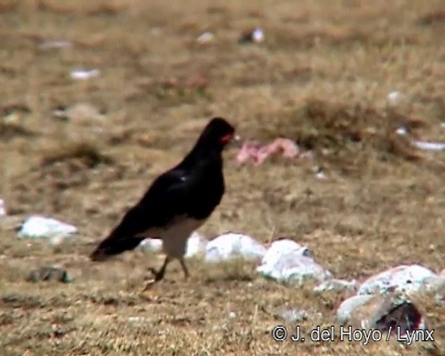 Mountain Caracara - ML201278491