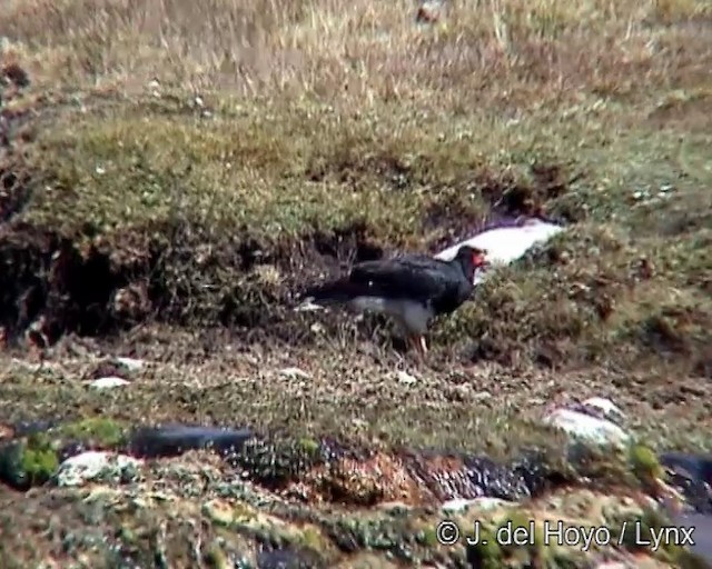 Caracara montagnard - ML201278501