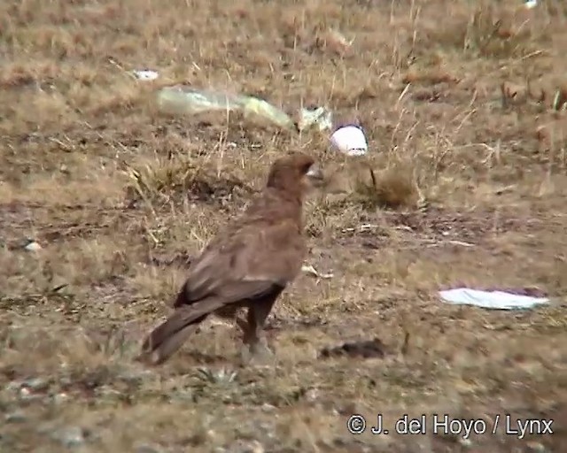 Caracara montagnard - ML201278511