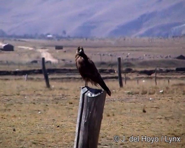 Caracara montagnard - ML201278521