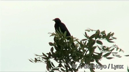 Melodious Blackbird - ML201278531