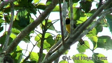 Scrub Euphonia - ML201278541