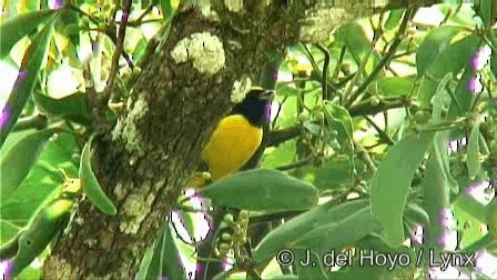 Scrub Euphonia - ML201278551