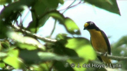 Yellow-throated Euphonia - ML201278561