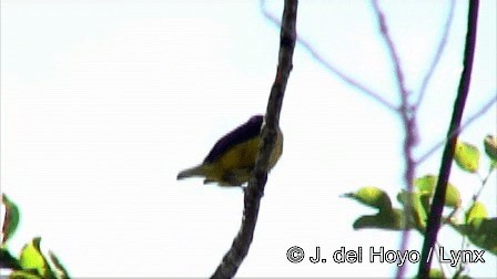 Yellow-throated Euphonia - ML201278571